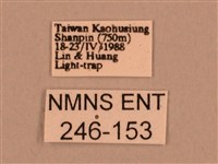 棕綠背線天蛾藏品圖，第3張