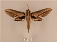 棕綠背線天蛾藏品圖，第1張