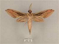 棕綠背線天蛾藏品圖，第2張