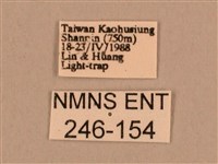 棕綠背線天蛾藏品圖，第3張