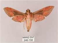 雙斑白肩天蛾藏品圖，第2張