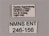 雙斑白肩天蛾藏品圖，第3張