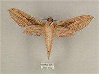 棕綠背線天蛾藏品圖，第2張