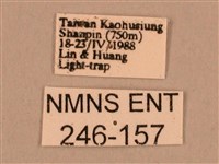 棕綠背線天蛾藏品圖，第3張