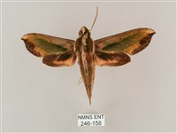 斜綠天蛾藏品圖，第1張