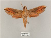 斜綠天蛾藏品圖，第2張