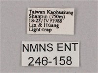 斜綠天蛾藏品圖，第3張