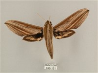 棕綠背線天蛾藏品圖，第1張