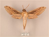 棕綠背線天蛾藏品圖，第2張