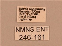 棕綠背線天蛾藏品圖，第3張