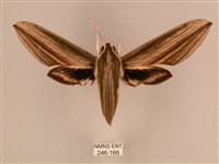 棕綠背線天蛾藏品圖，第1張