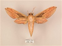 棕綠背線天蛾藏品圖，第2張