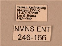 棕綠背線天蛾藏品圖，第3張