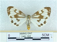 粉蝶燈蛾藏品圖，第1張