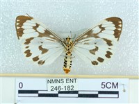 粉蝶燈蛾藏品圖，第2張