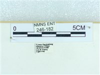 粉蝶燈蛾藏品圖，第3張