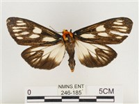 巨網燈蛾藏品圖，第1張