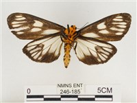 巨網燈蛾藏品圖，第2張