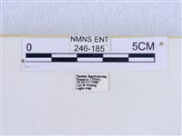 巨網燈蛾藏品圖，第3張