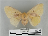 青枯葉蛾藏品圖，第1張