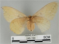 青枯葉蛾藏品圖，第2張