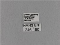 青枯葉蛾藏品圖，第3張