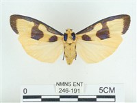 閃光苔蛾藏品圖，第1張