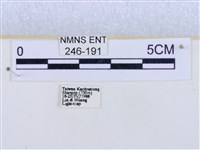 閃光苔蛾藏品圖，第3張