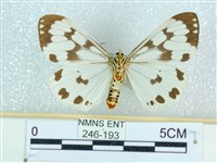 粉蝶燈蛾藏品圖，第2張