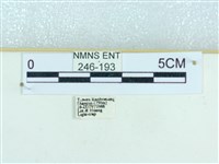 粉蝶燈蛾藏品圖，第3張