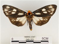 巨網燈蛾藏品圖，第1張