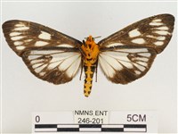 巨網燈蛾藏品圖，第2張