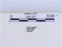 巨網燈蛾藏品圖，第3張