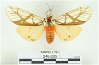 乳白斑燈蛾藏品圖，第1張