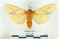 乳白斑燈蛾藏品圖，第2張