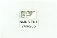 乳白斑燈蛾藏品圖，第3張