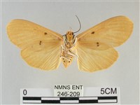 橙擬燈蛾藏品圖，第2張