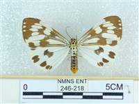 粉蝶燈蛾藏品圖，第1張