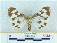 粉蝶燈蛾藏品圖，第2張