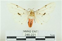 菊池污燈蛾藏品圖，第1張