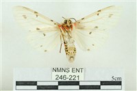 菊池污燈蛾藏品圖，第2張