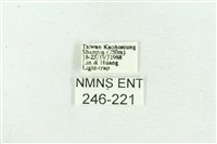 菊池污燈蛾藏品圖，第3張