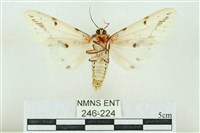 菊池污燈蛾藏品圖，第2張