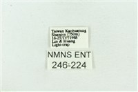 菊池污燈蛾藏品圖，第3張