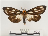 巨網燈蛾藏品圖，第1張