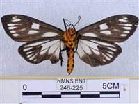 巨網燈蛾藏品圖，第2張