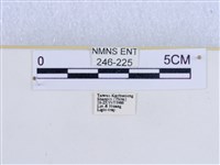 巨網燈蛾藏品圖，第3張