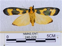 閃光苔蛾藏品圖，第1張