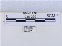 閃光苔蛾藏品圖，第3張