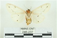 菊池污燈蛾藏品圖，第2張